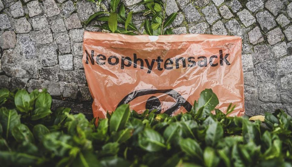 Neuhausen bietet ein Abfallsack fuer Neophyten aus dem Garten zur Entsorgung an, am Dienstag, 09 April 2024. (Melanie Duchene / Schaffhauser Nachrichten)
